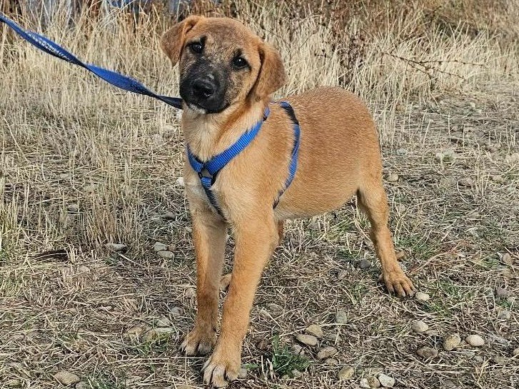 Paige, een vrolijke, lieve, sociale ondernemende pup, Dieren en Toebehoren, Particulier, 15 weken tot 1 jaar, Buitenland, Teef