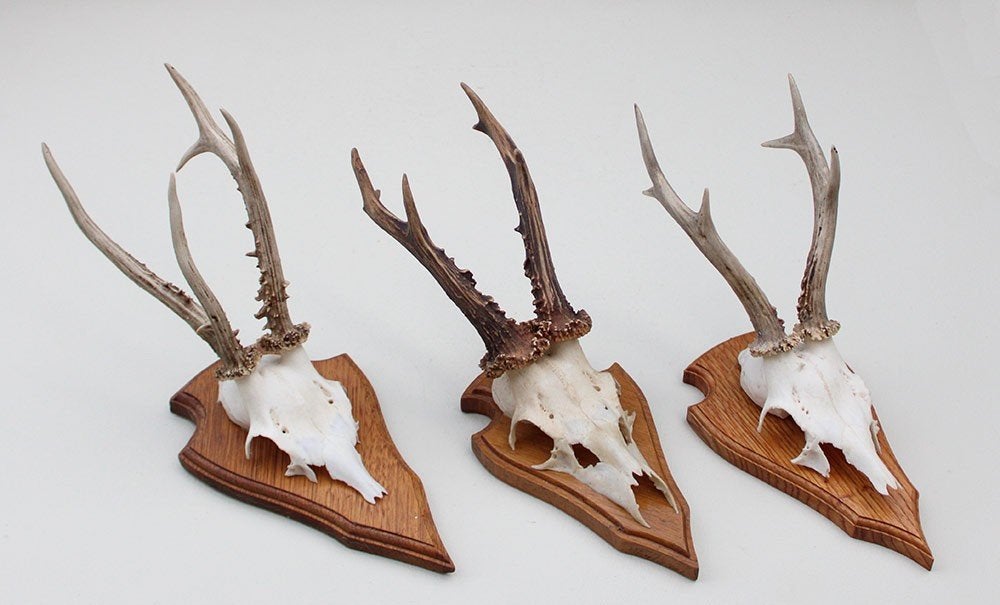 3 x groot REE GEWEI op eikenhouten schild - set A, Ophalen of Verzenden, Gebruikt, Hert, Gewei of Kop
