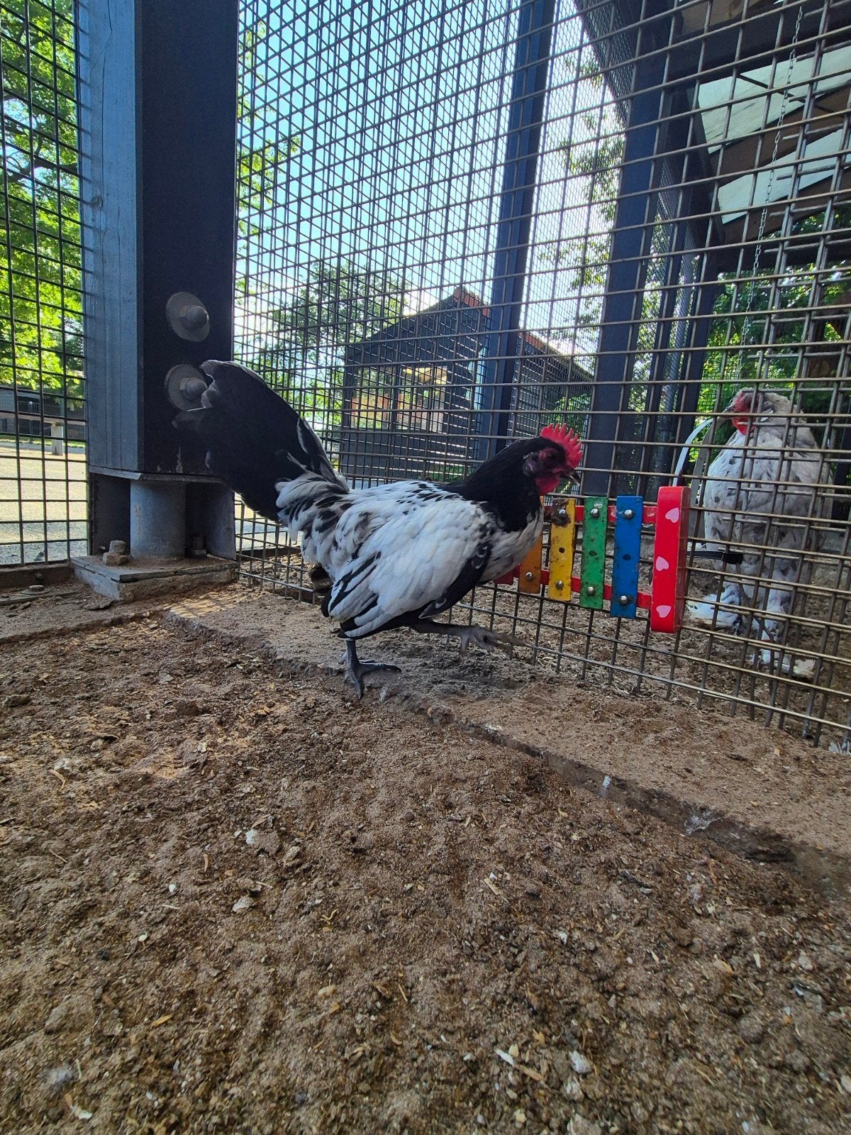 Lakenvelder kriel haan, Dieren en Toebehoren, Pluimvee, Mannelijk, Kip