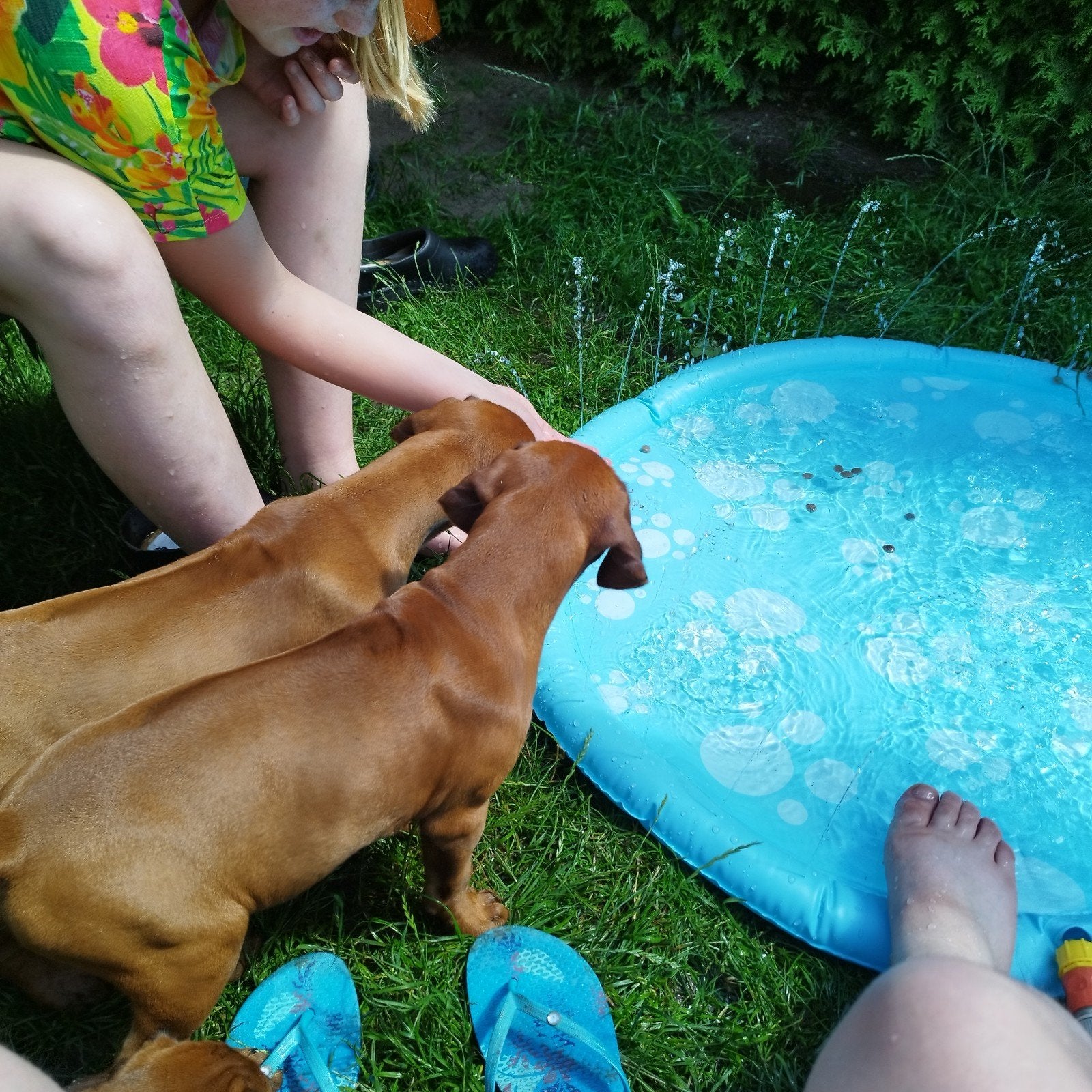Rhodesian Ridgeback pups met STAMBOOM!, Dieren en Toebehoren, Parvo, Overige rassen, 8 tot 15 weken, Meerdere