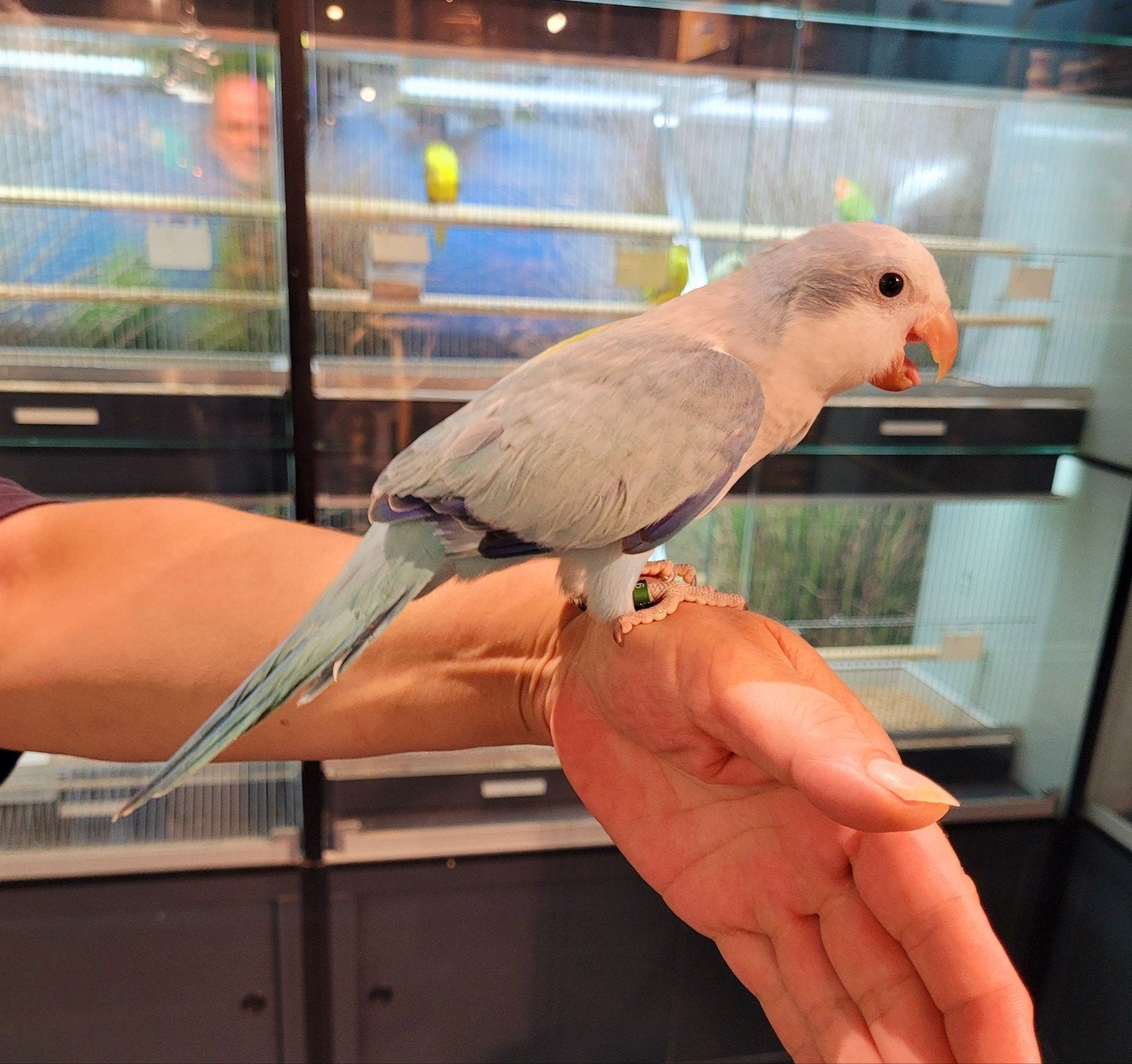 Muisparkiet super tam, getest en met dna, een echte schat., Dieren en Toebehoren, Vogels | Parkieten en Papegaaien, Meerdere dieren