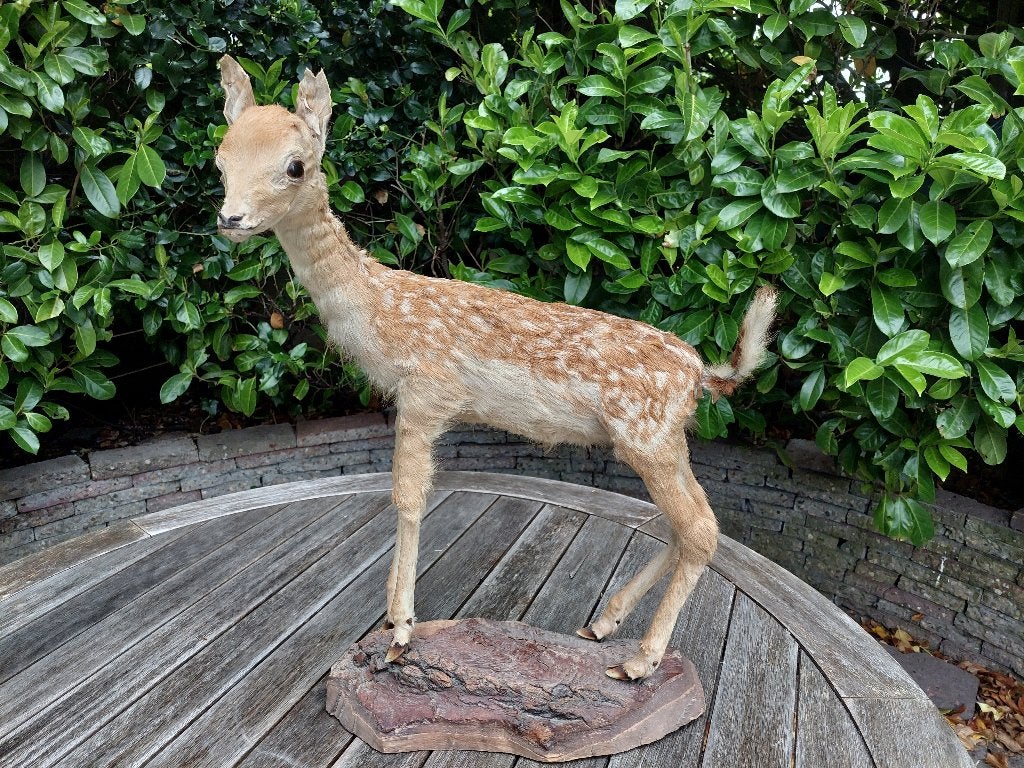 Taxidermie, hertje / ree kalfje BLOSSOM BROCANTE, Ophalen of Verzenden, Vogel, Opgezet dier