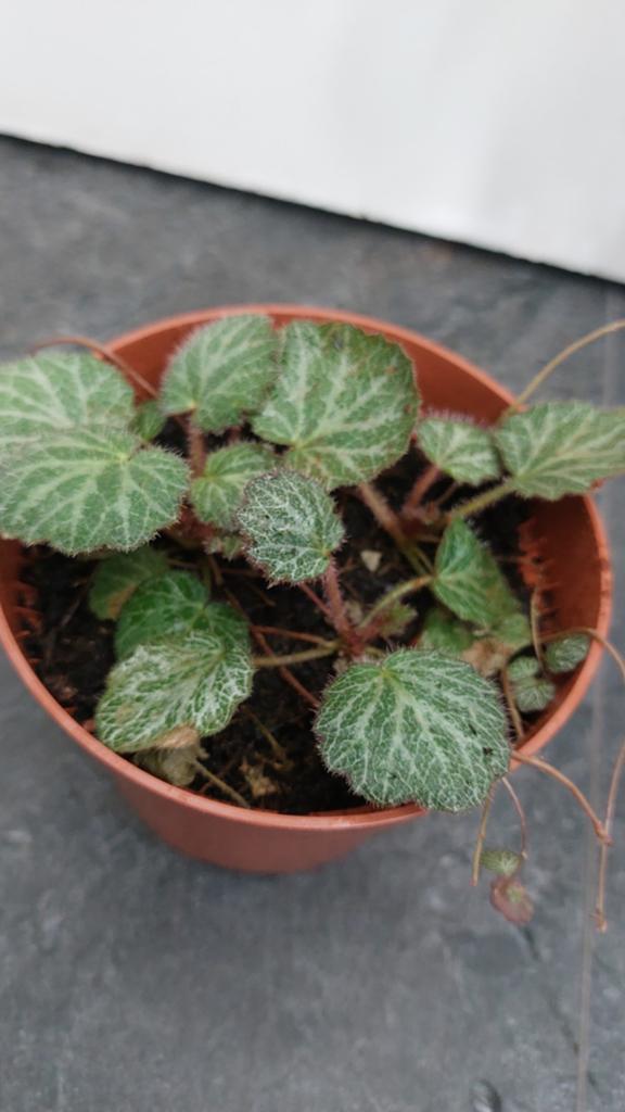 Saxifraga stolonifera, Ophalen of Verzenden, Halfschaduw, Minder dan 100 cm