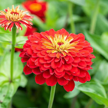 Zinnia plantjes - Scarlet Flame - nog 3 potjes, Tuin en Terras, Planten | Tuinplanten, Ophalen, Eenjarig, Groenteplanten, Volle zon