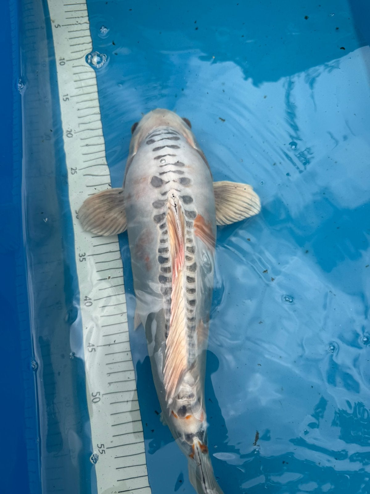 Koi, Dieren en Toebehoren, Vissen | Vijvervissen, Karper of Koi
