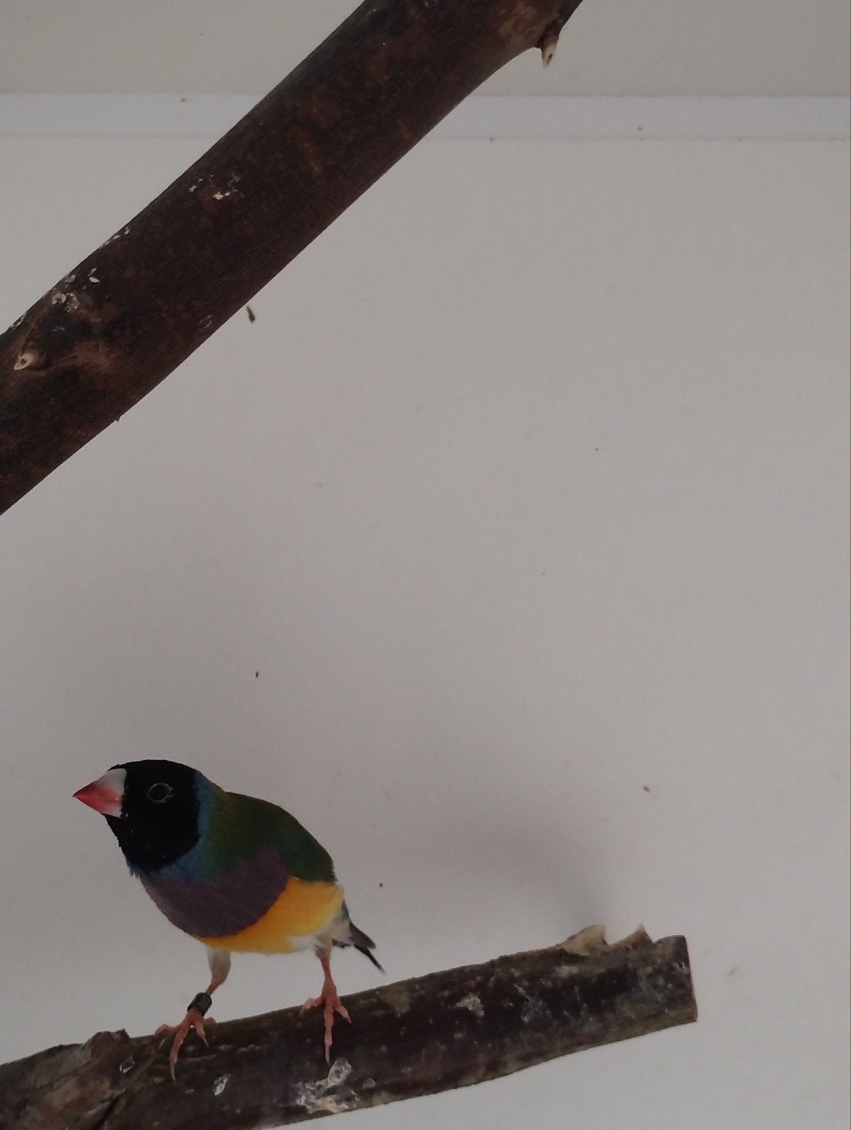 goulds zk, Dieren en Toebehoren, Vogels | Overige Vogels, Meerdere dieren, Tropenvogel, Geringd