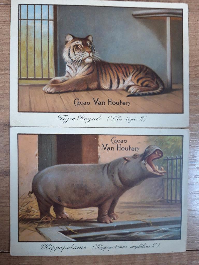 Oude reclame kaarten - Van Houten Cacao, Ophalen of Verzenden, Voor 1920, Ongelopen, Overige thema's
