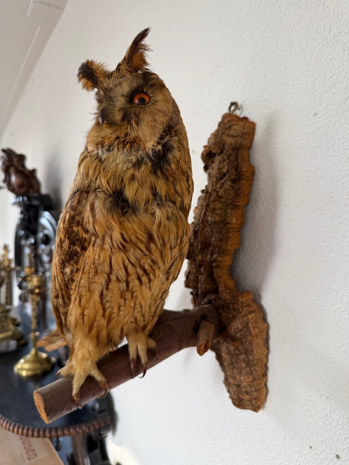 Owl