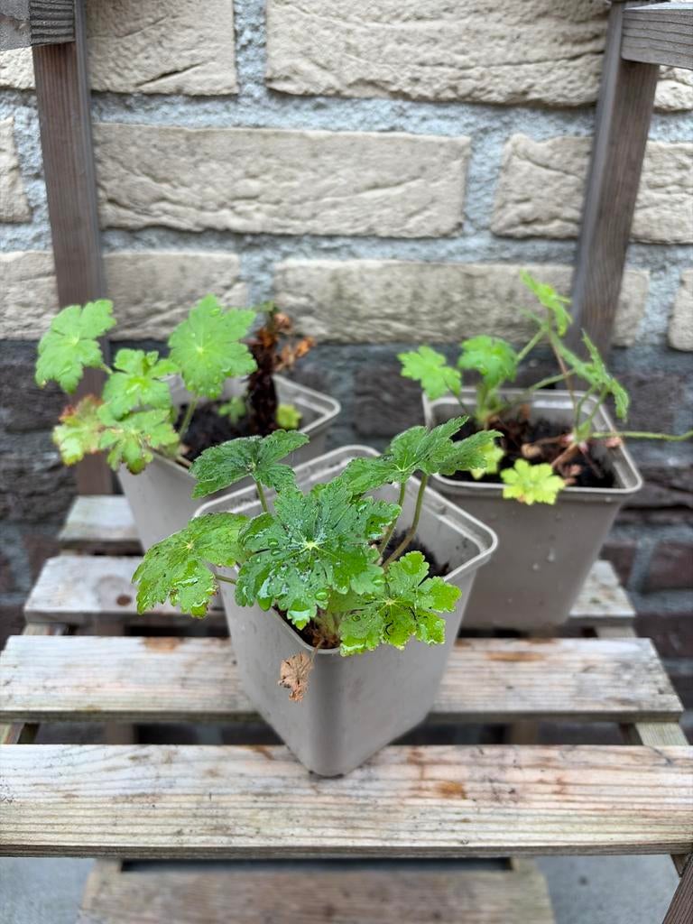 Drie Geranium stekken, Vaste plant, Halfschaduw, Zomer, Ophalen