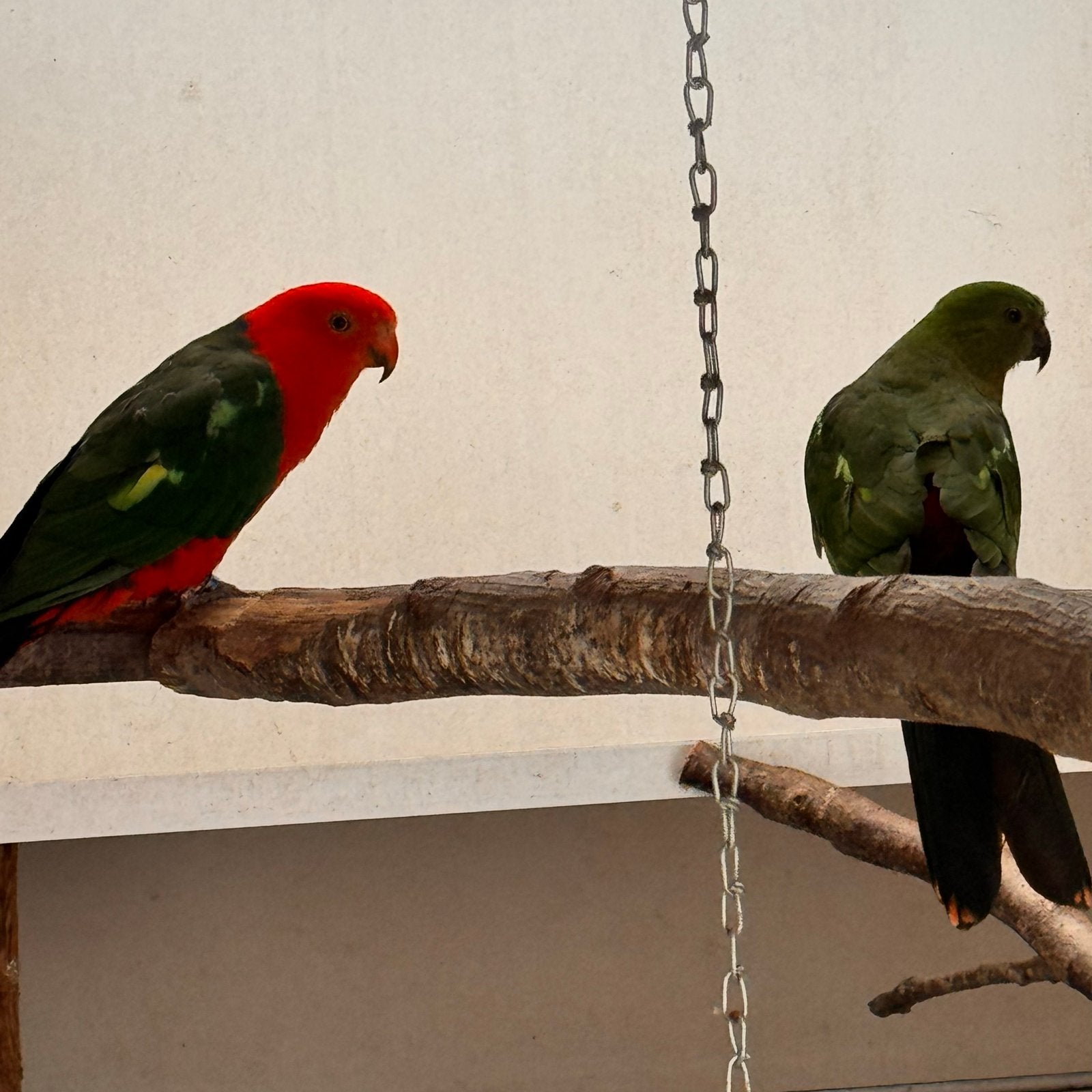 Koppel koningsparkiet, Meerdere dieren, Parkiet, Geringd