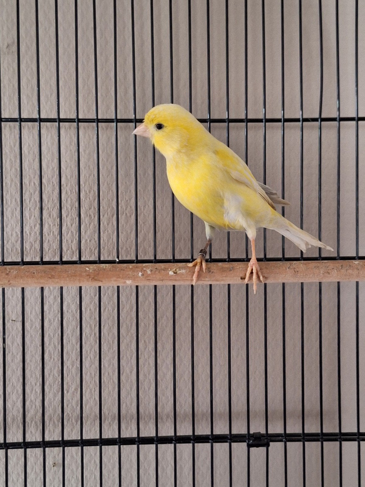 Kanarie evt. met kooi., Dieren en Toebehoren, Vogels | Kanaries, Mannelijk, Zangkanarie