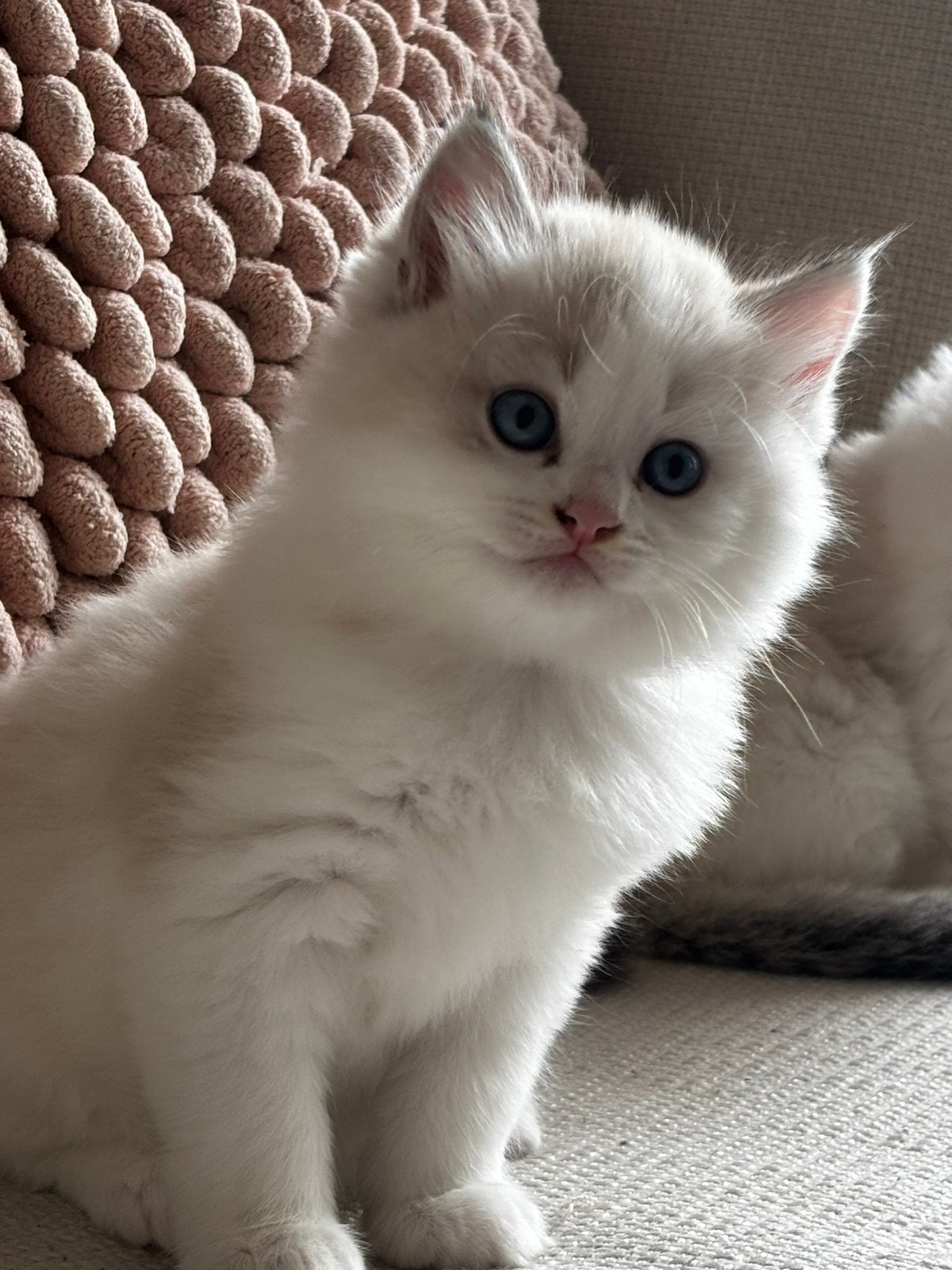 Nog 2 prachtige Ragdoll kittens, Dieren en Toebehoren, Katten en Kittens | Raskatten | Langhaar, Poes, 0 tot 2 jaar