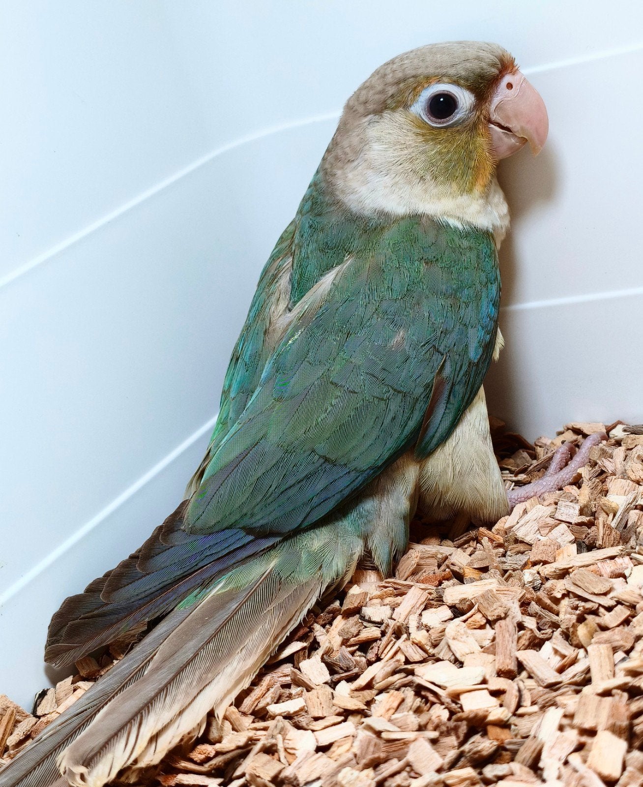 pyrrhura molinae pop pineapple turquoise, Dieren en Toebehoren, Vrouwelijk, Parkiet, Geringd