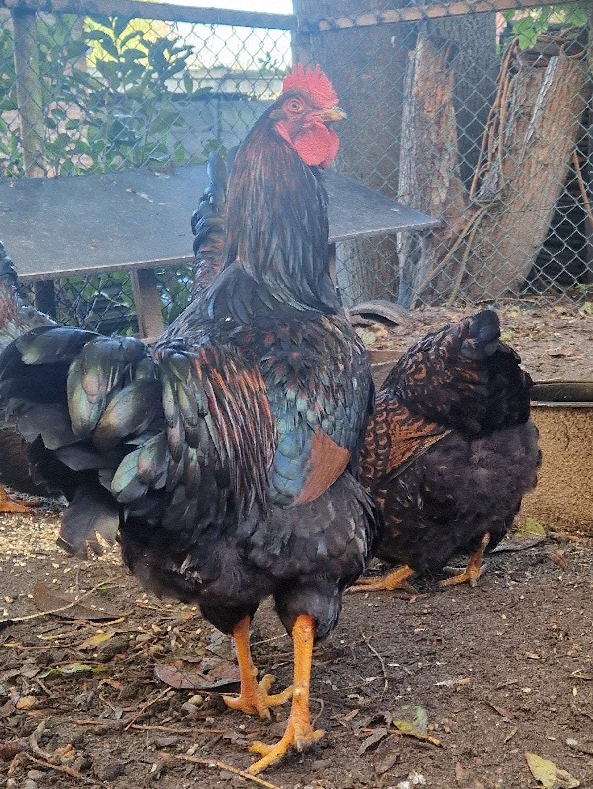mooie grote hanen te koop barnevelders, Dieren en Toebehoren, Mannelijk, Kip