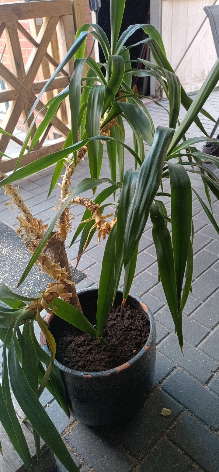 Yucca plant in pot - Mooie kamer- of buitenplant, Ophalen of Verzenden