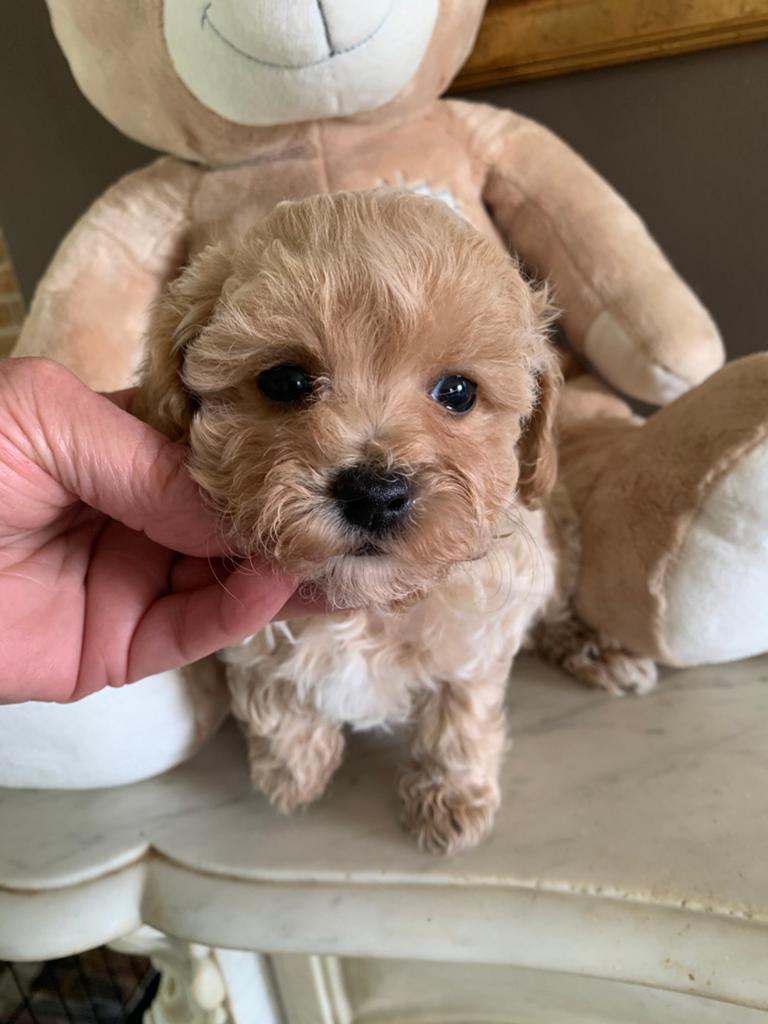Maltipoo pups, Dieren en Toebehoren, Parvo, Overige rassen, 8 tot 15 weken, Teef