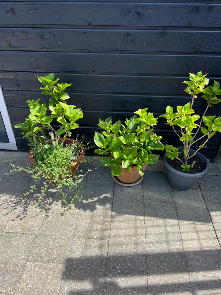 Hartansia vaste tuin plant met pot  pp €10, Tuin en Terras, Planten | Struiken en Hagen, Ophalen, Minder dan 100 cm