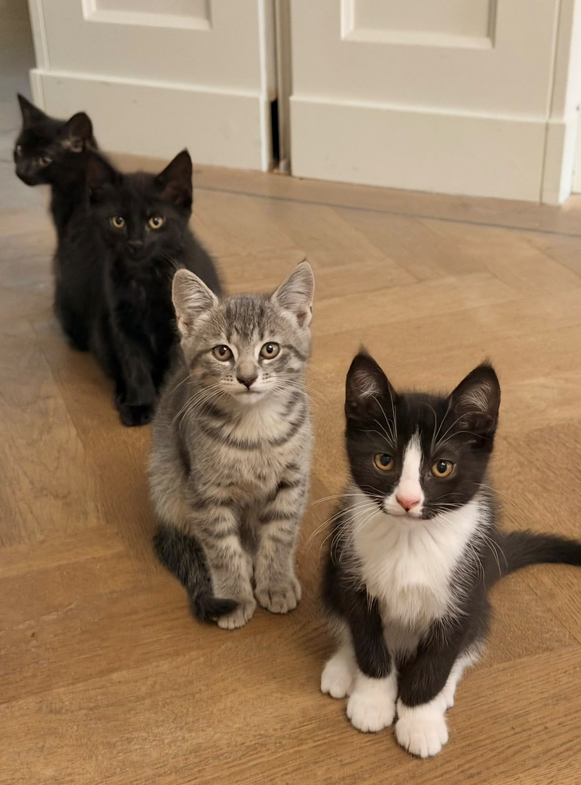 4 gevaccineerde kittens te koop (katertjes) 28 juni geboren, Dieren en Toebehoren, Kater, Ontwormd, 0 tot 2 jaar