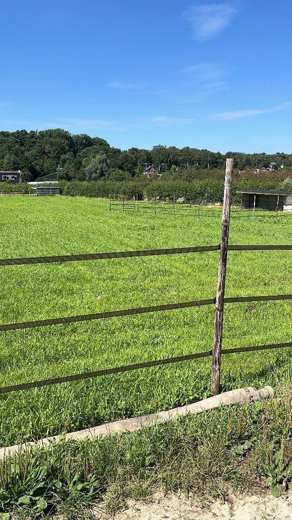 Stalling met weide te huur in landgraaf, Dieren en Toebehoren, Weidegang, 2 of 3 paarden of pony's