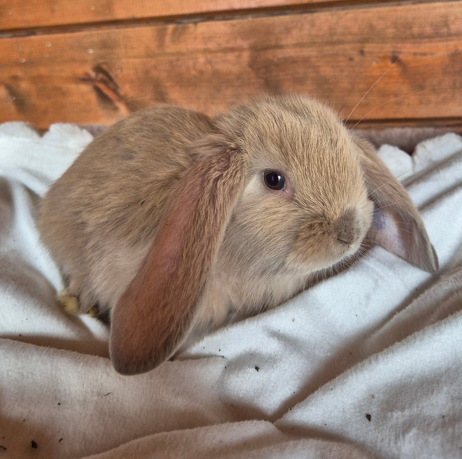 2 franse hangoren (Antwerpen), Dieren en Toebehoren, Konijnen, Mannelijk, Groot