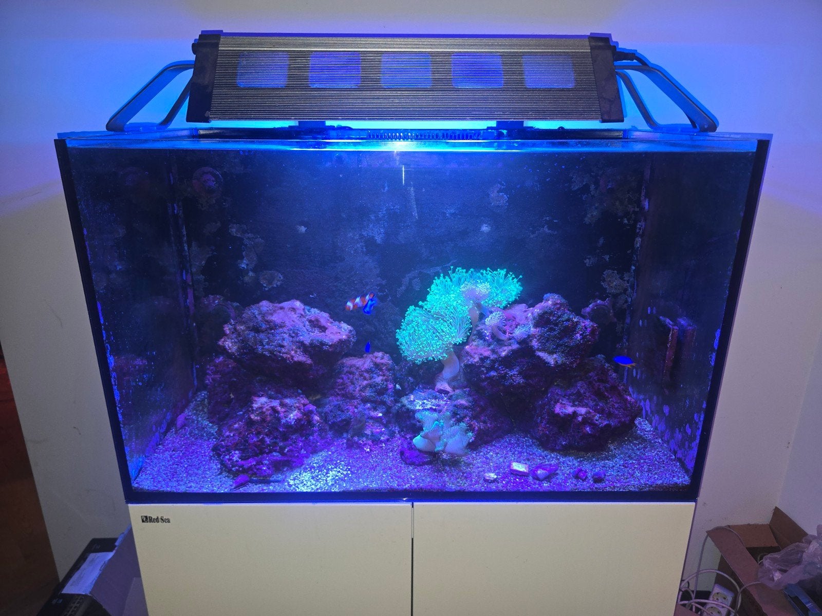 red sea 250, Ophalen, Red Sea, Gevuld zeewateraquarium, Gebruikt
