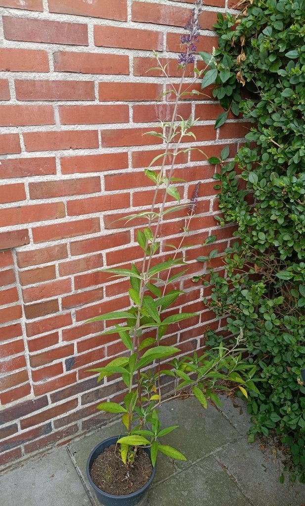 Paarse vlinderstruik, Ophalen, Vlinderstruik, Struik, 100 tot 250 cm