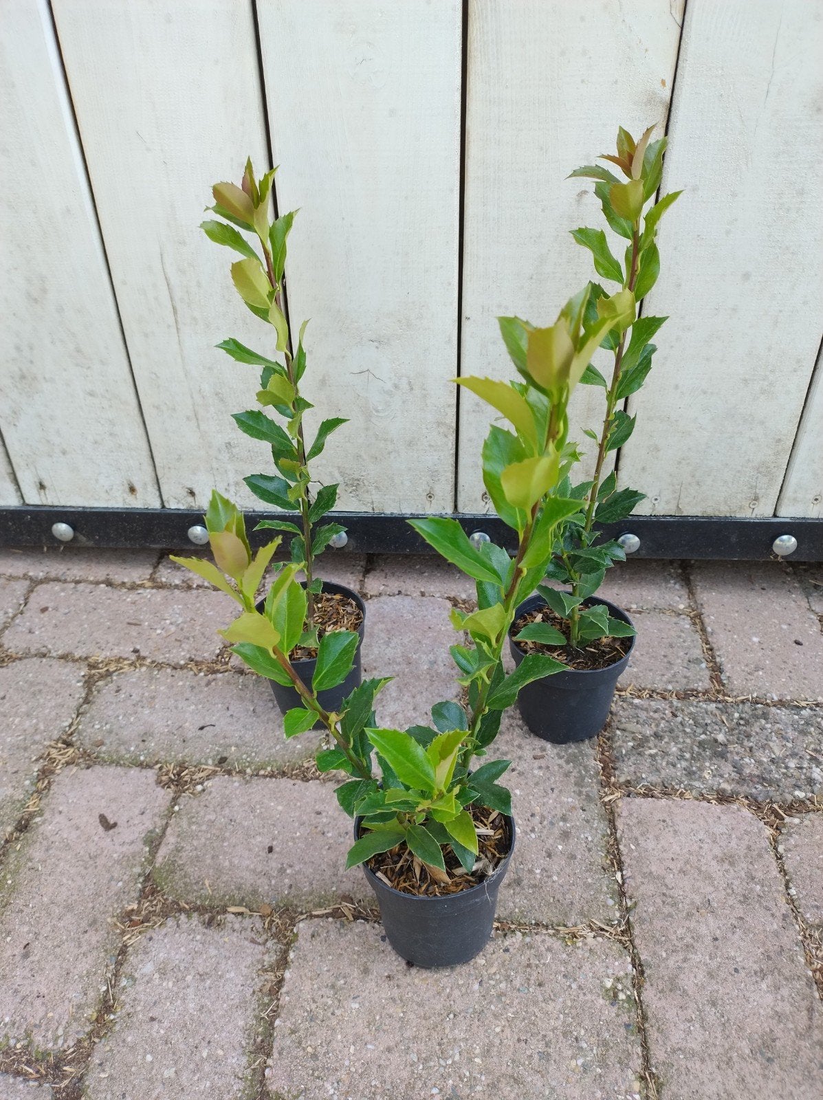Ilex meserveae Blue maid. prachtige haag hulst P9 plantgoed, Overige soorten, Vaste plant, Ophalen of Verzenden, Halfschaduw
