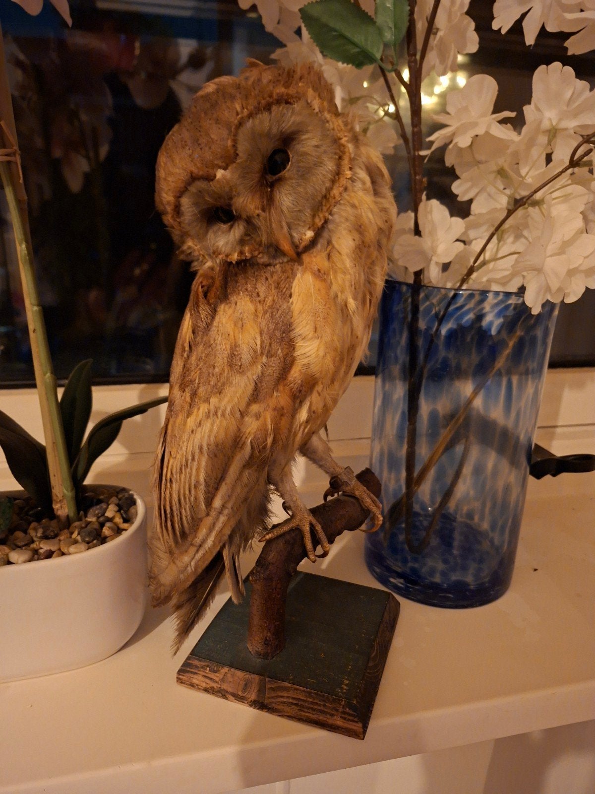 opgezette kerkuil taxidermie opgezet, Ophalen of Verzenden