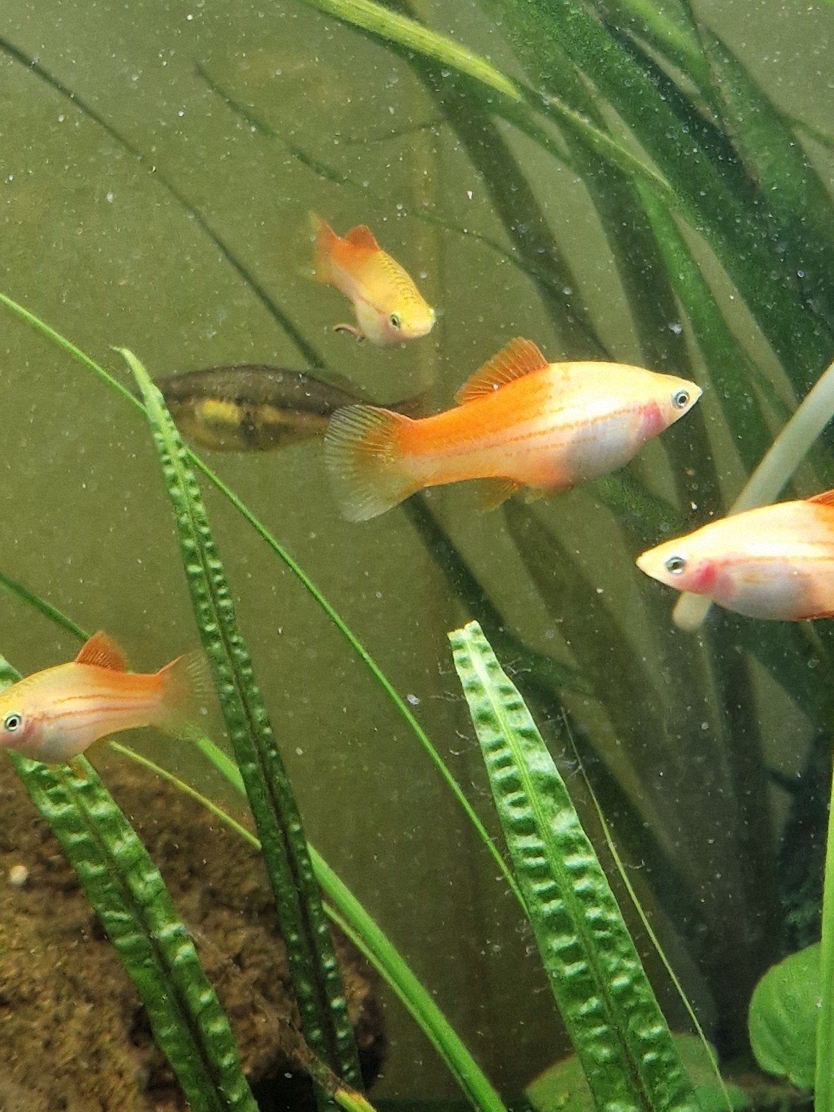 Zwaarddragers koi/pineappel, Vis