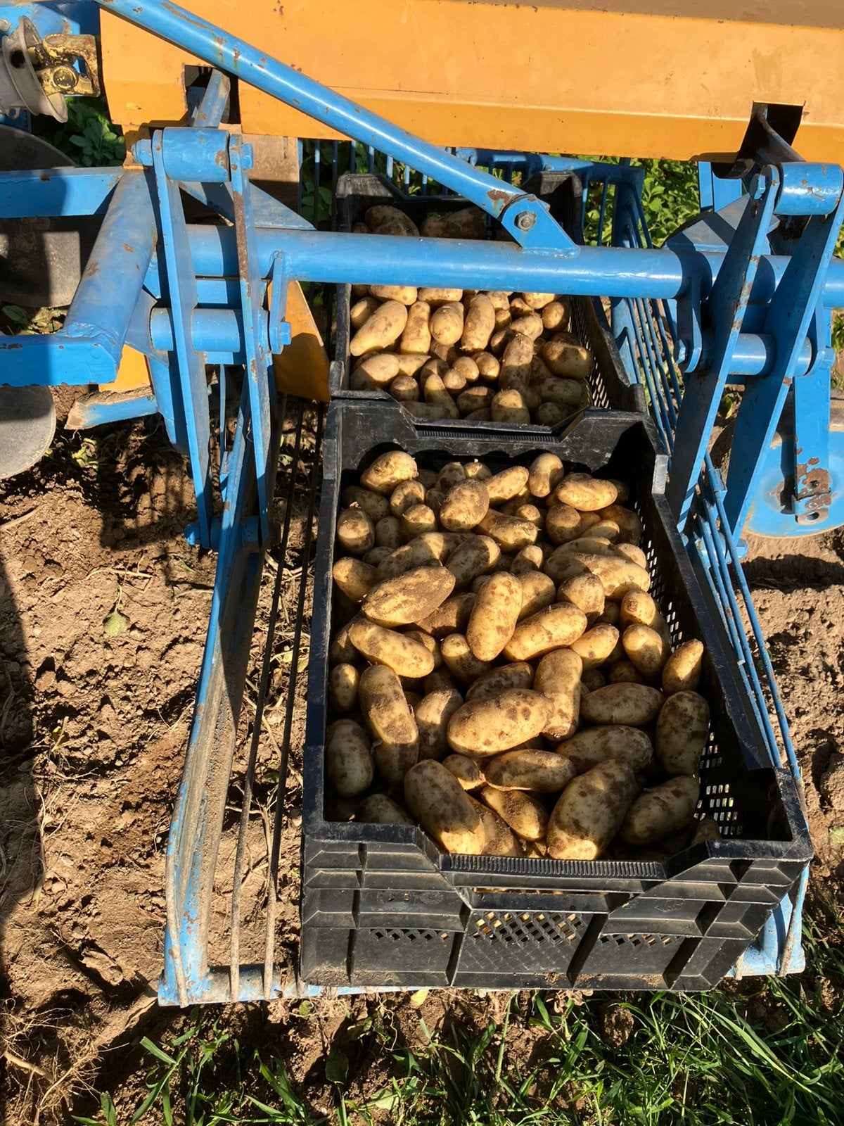 Aardappelen en uien, Ophalen