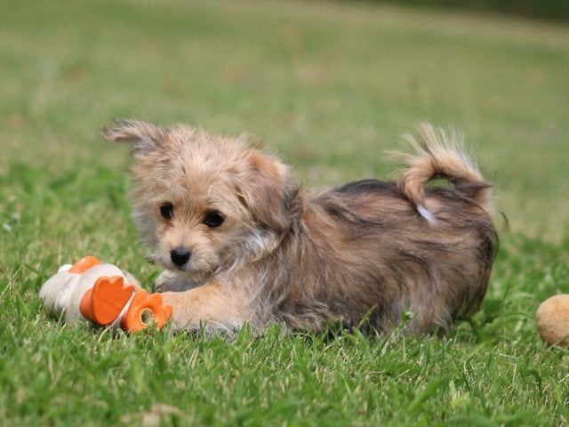 Morky pup, Nederland, Parvo, 8 tot 15 weken, Teef