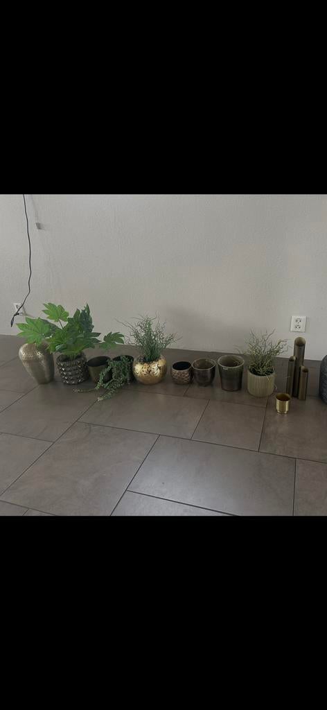 Verschillende vazen met planten, Ophalen, Overige kleuren, Minder dan 50 cm, Glas