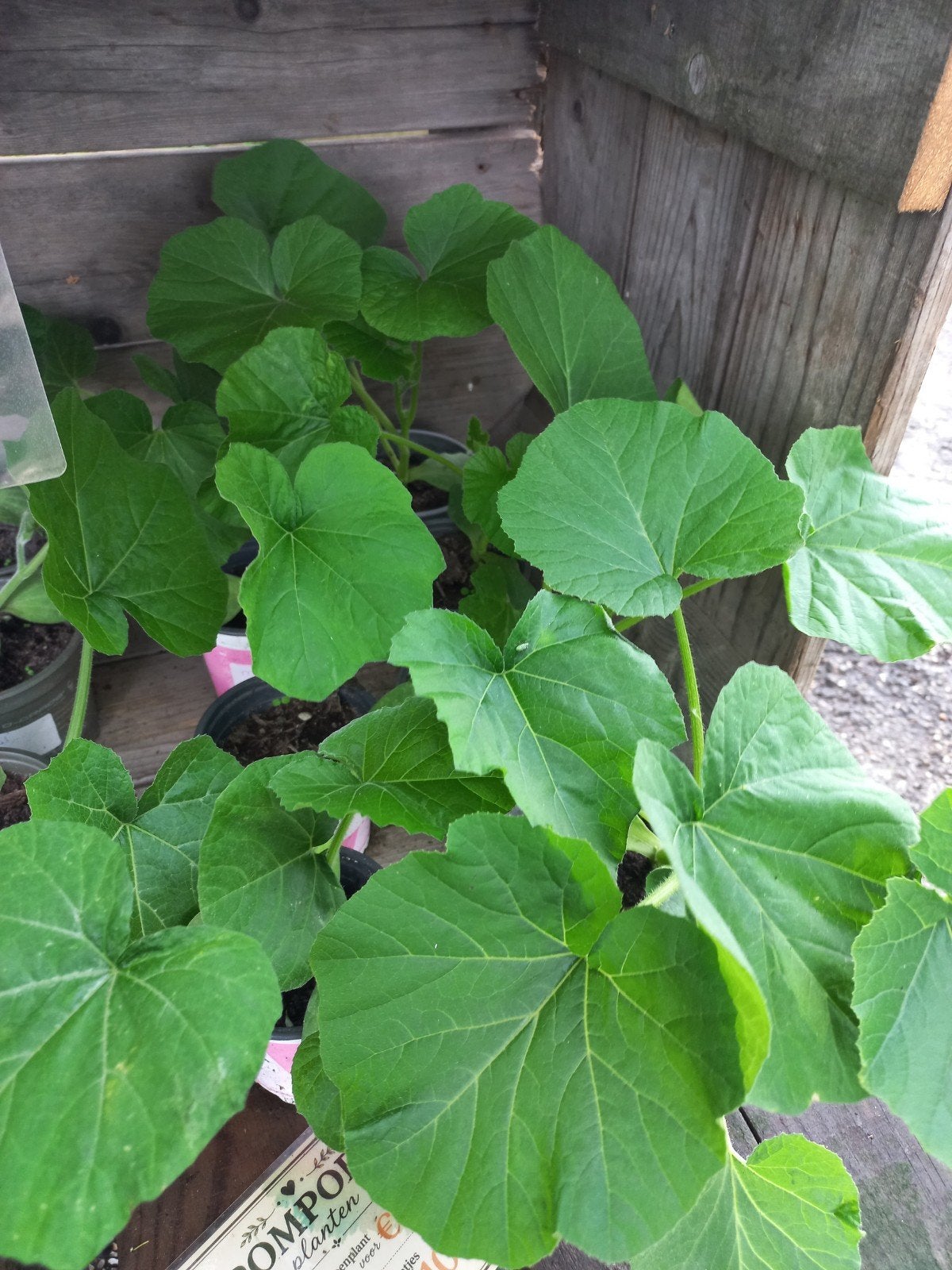 Diverse biologische (moes) tuinplanten, Tuin en Terras, Ophalen