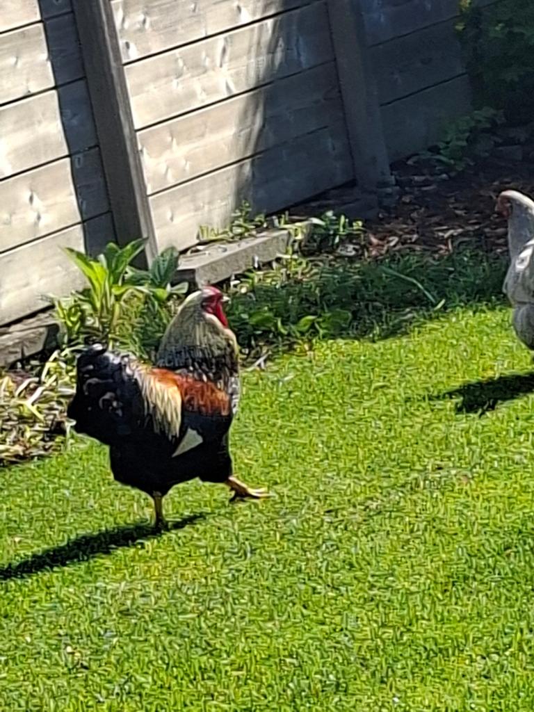 Wyandotte haan, kippen, Dieren en Toebehoren, Pluimvee, Kip, Mannelijk