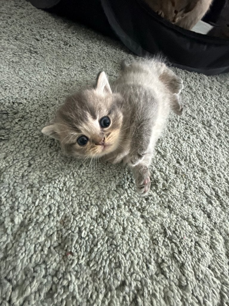 Lieve Siamees  Britse Korthaar kittens – 4,5 weken oud, Kleding | Dames, Ophalen of Verzenden, Nieuw, Zwart, Kort