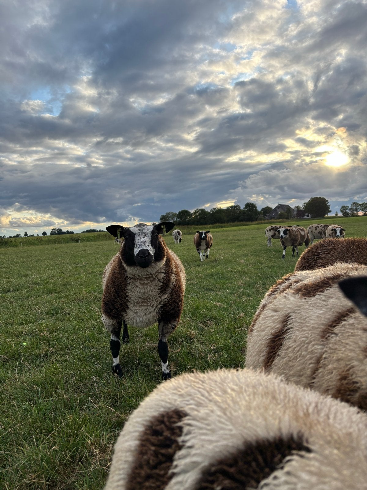 Bonte dekram te koop, Dieren en Toebehoren, Mannelijk, Schaap