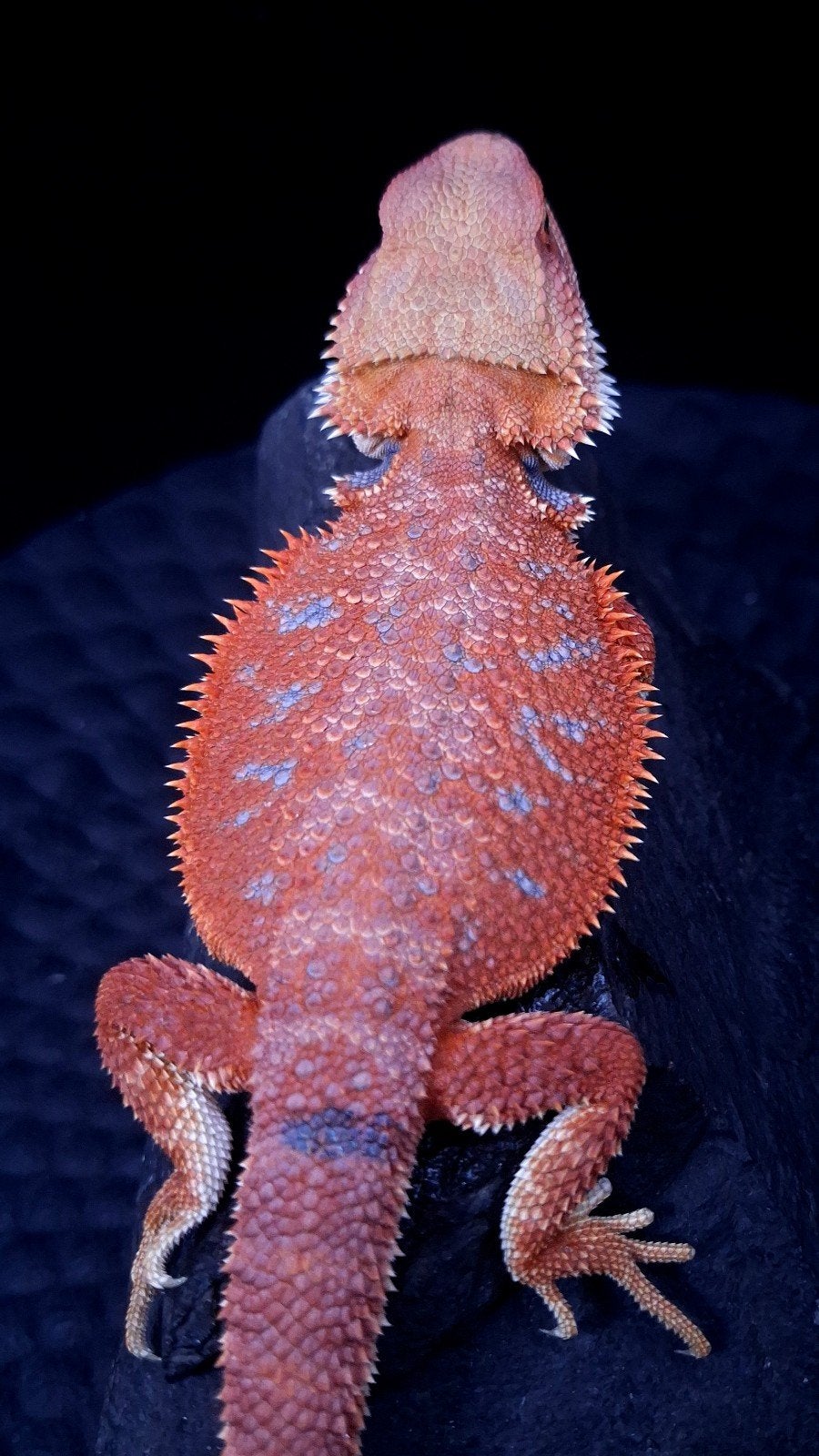 Baardagaam Mannen Red Hypo Blue Bar Bearded Dragon photo 7