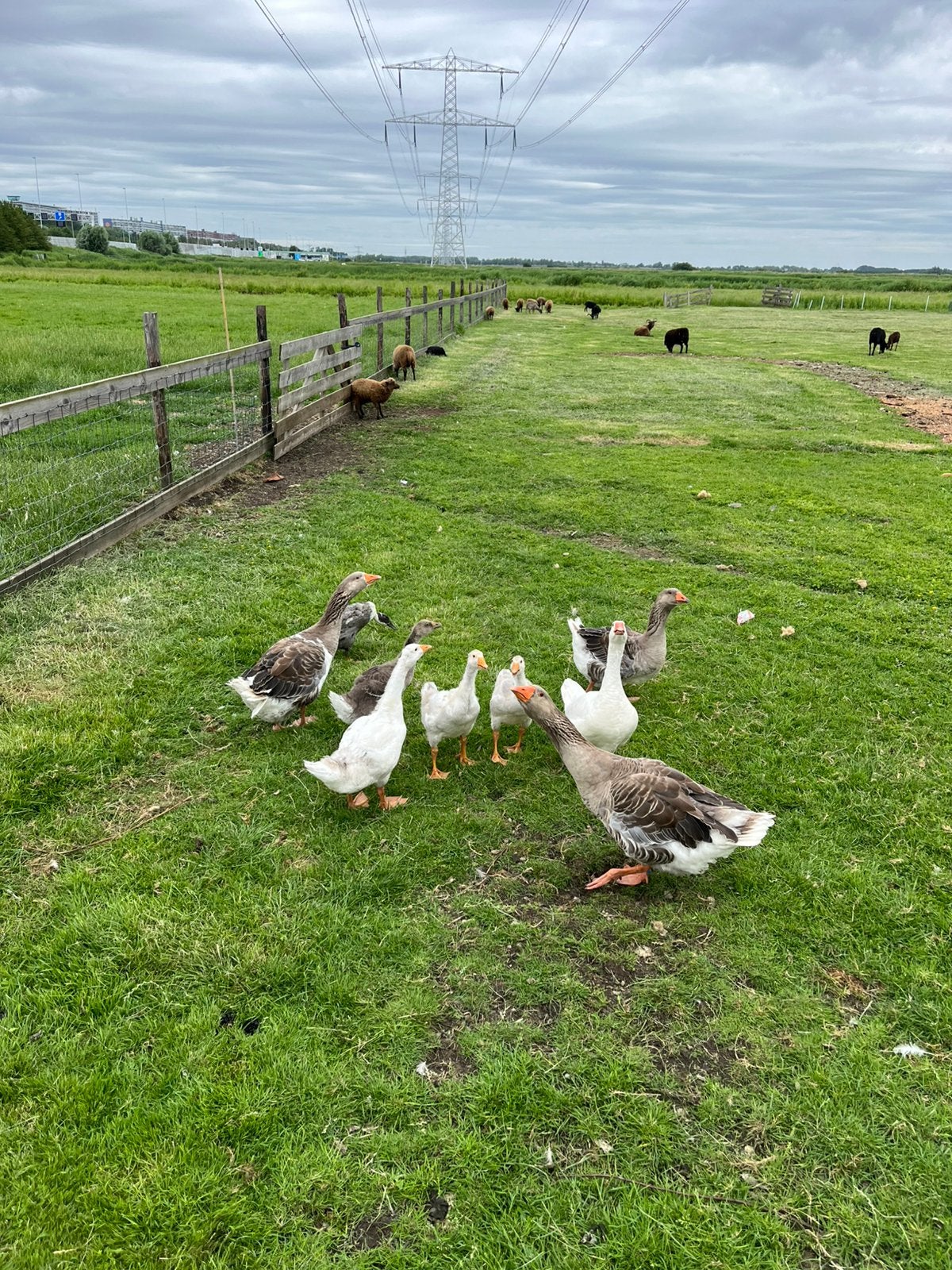 Koppeltje ganzen, Dieren en Toebehoren, Meerdere dieren, Gans of Zwaan