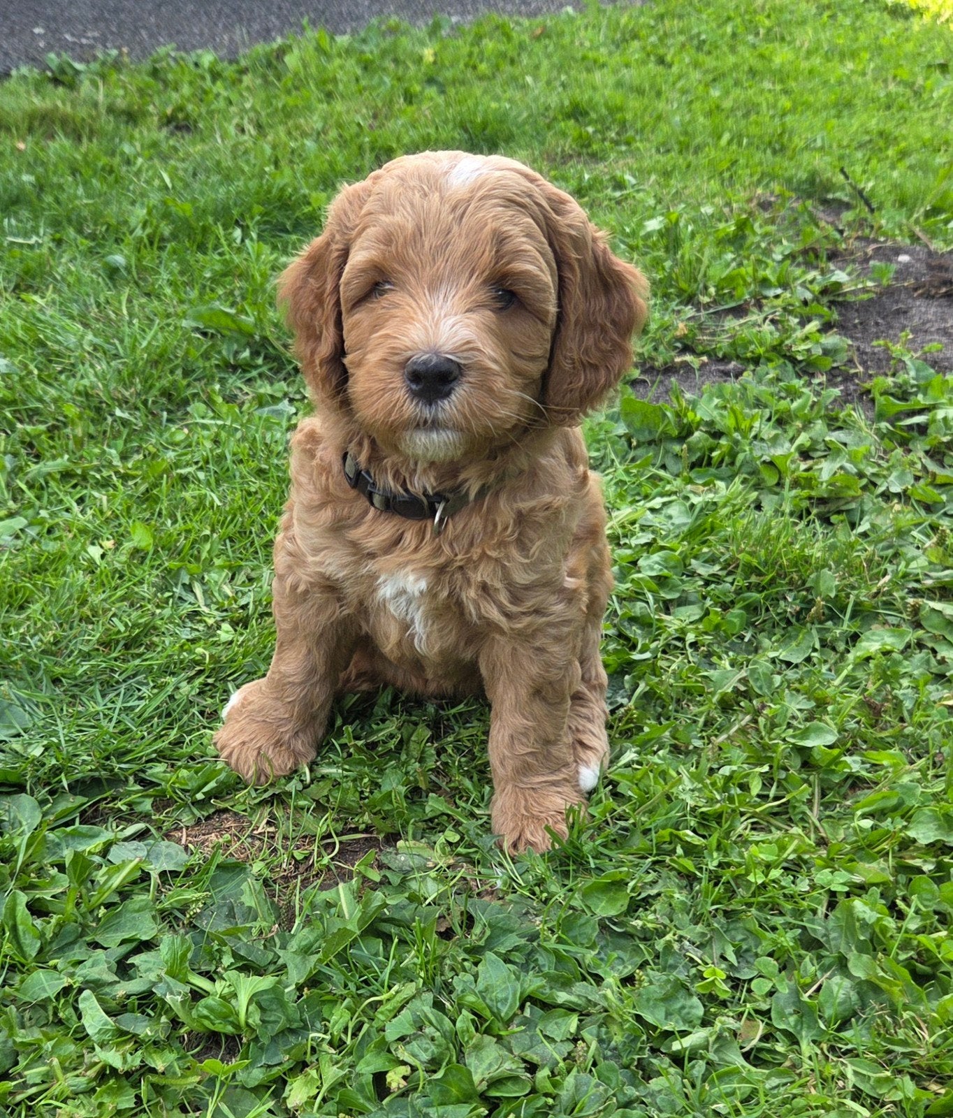 Medium Labradoodle, Dieren en Toebehoren, Honden | Retrievers, Spaniëls en Waterhonden, Meerdere dieren, Overige rassen, Particulier
