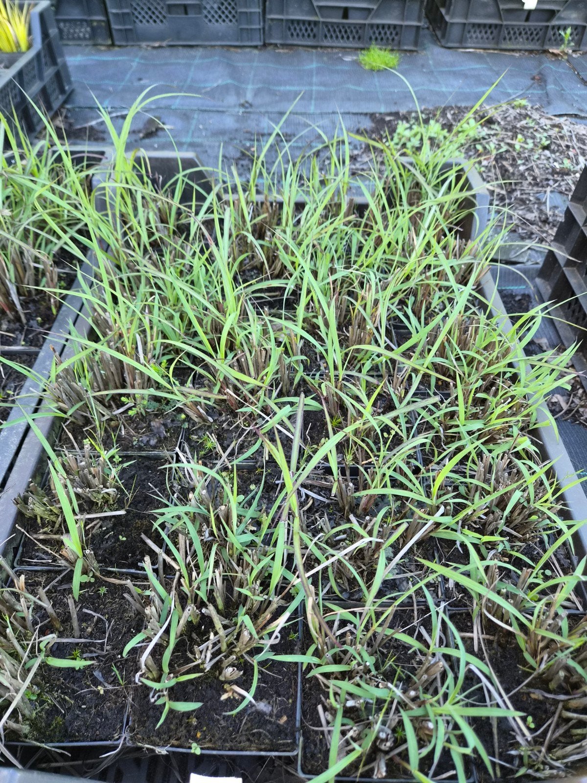 Miscanthus sinensis 'Red Chief' P9 - Siergras, Ophalen of Verzenden
