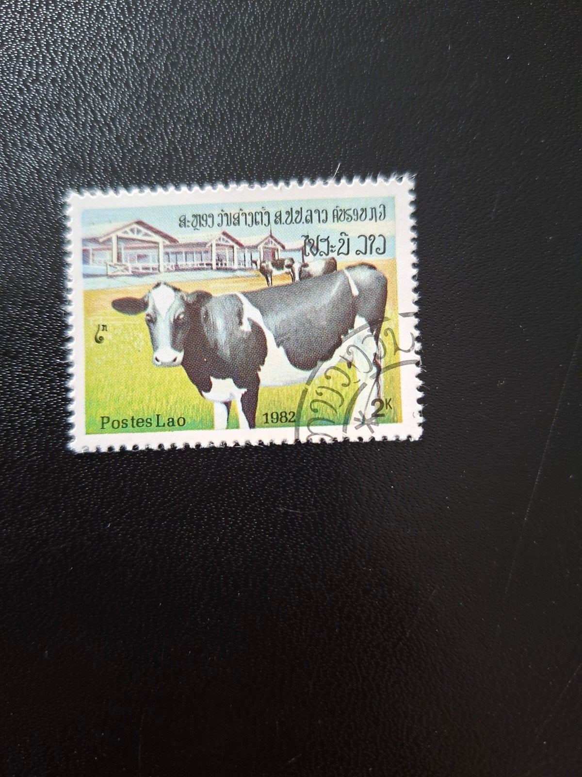 Laos.  Koe., Ophalen of Verzenden, Dier of Natuur
