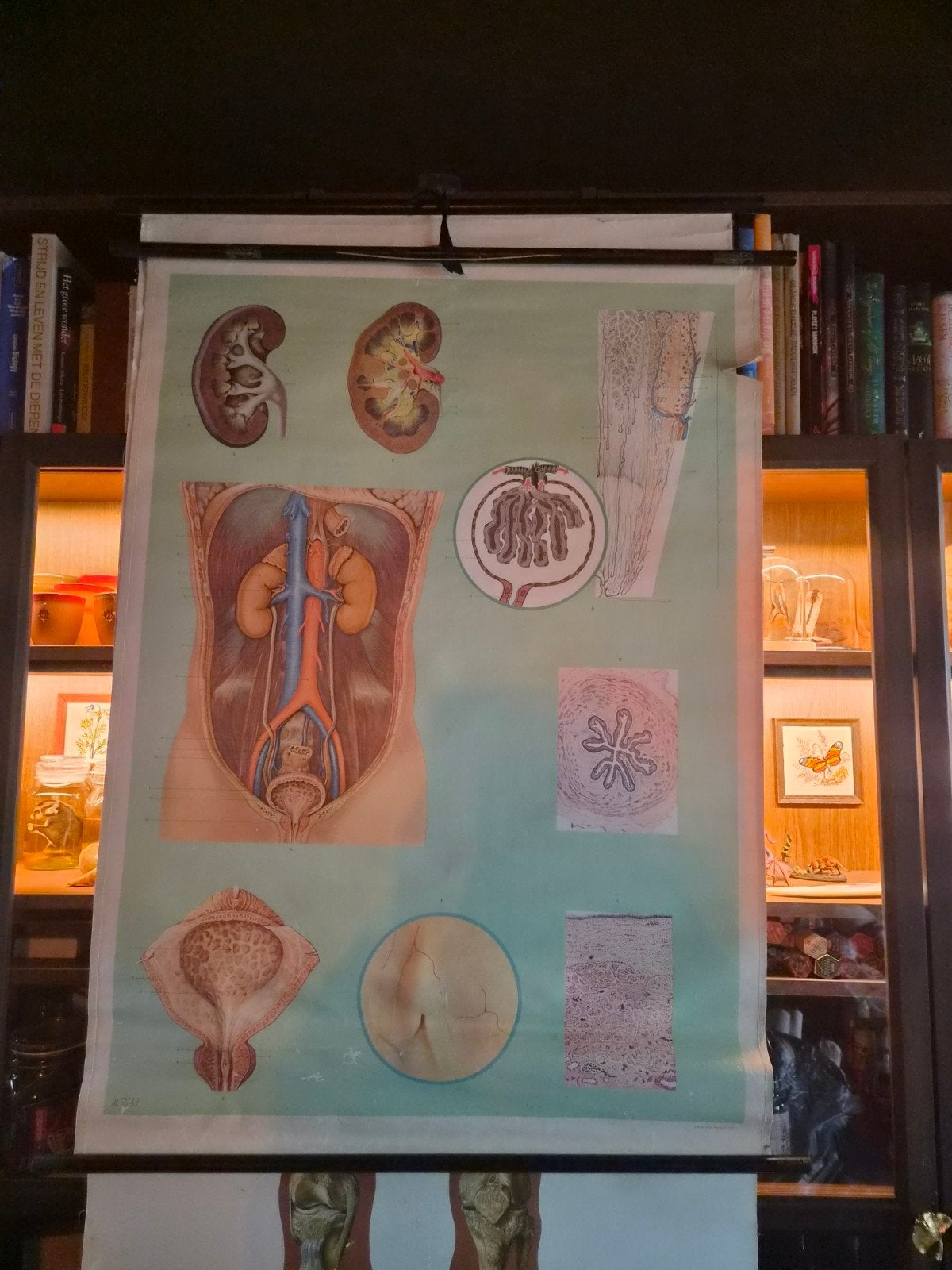 Schoolplaat afscheiding, Ophalen, Natuur en Biologie