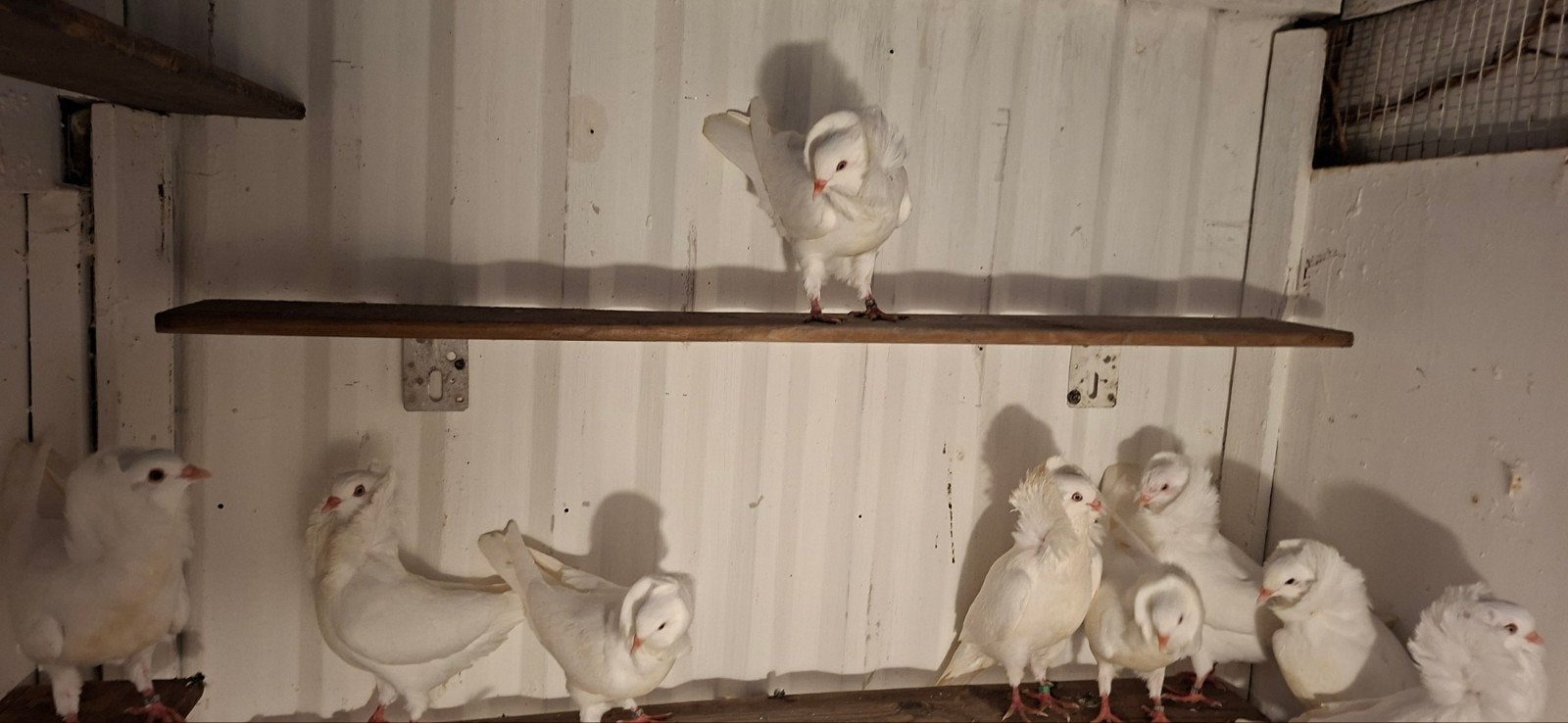 Tekoop witte Oudhollands kapucijnen duiven, Dieren en Toebehoren, Meerdere dieren, Overige soorten