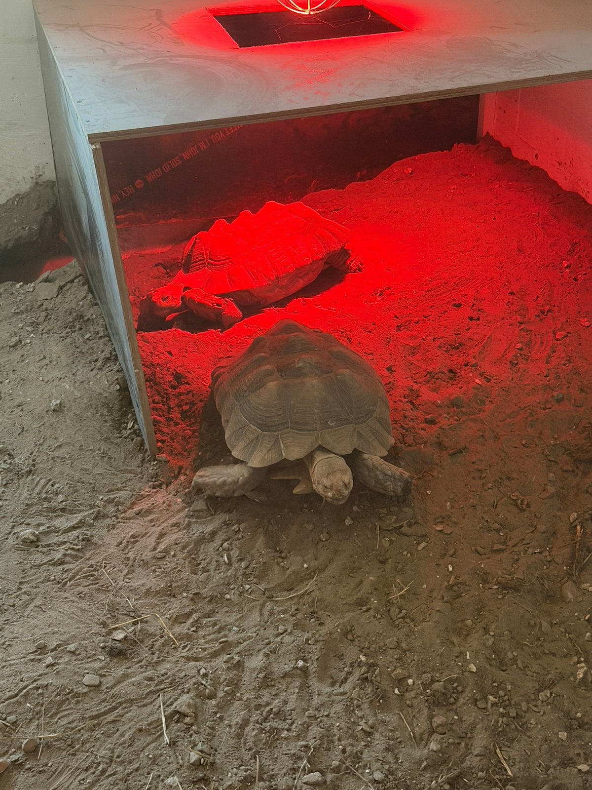 Kweekkoppel sulcata, Dieren en Toebehoren, Schildpad, 3 tot 6 jaar