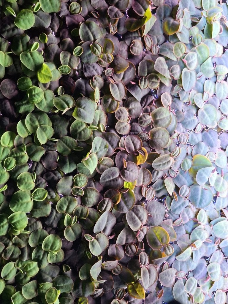 Mooie Red Root Floaters (Phyllanthus fluitans), Ophalen of Verzenden, Nieuw, Plant(en), Steen of Hout, Overige merken
