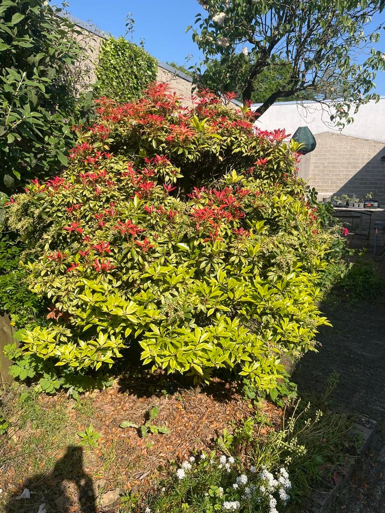 Grote groenblijvende Pieris struik - 1,5m hoog, Ophalen, Overige soorten