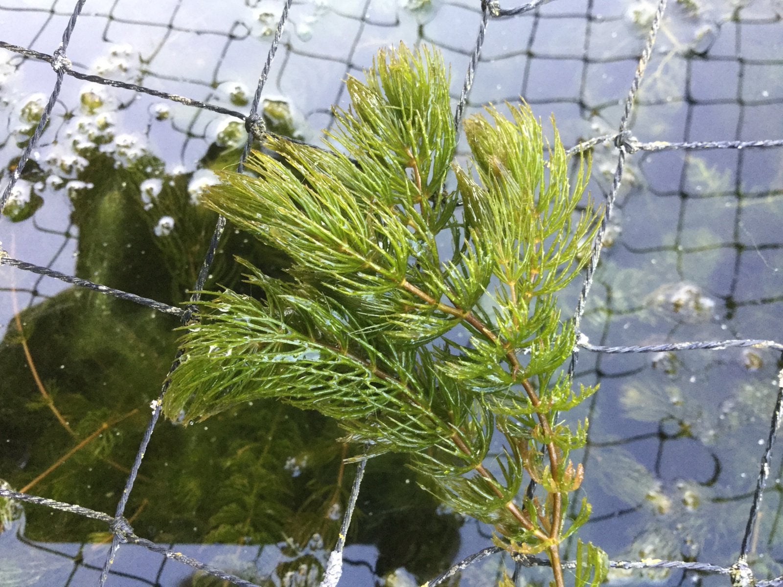 Hoornblad, Vijverplanten, zuurstof plant, heldere vijver, Tuin en Terras, Vijvers, Ophalen
