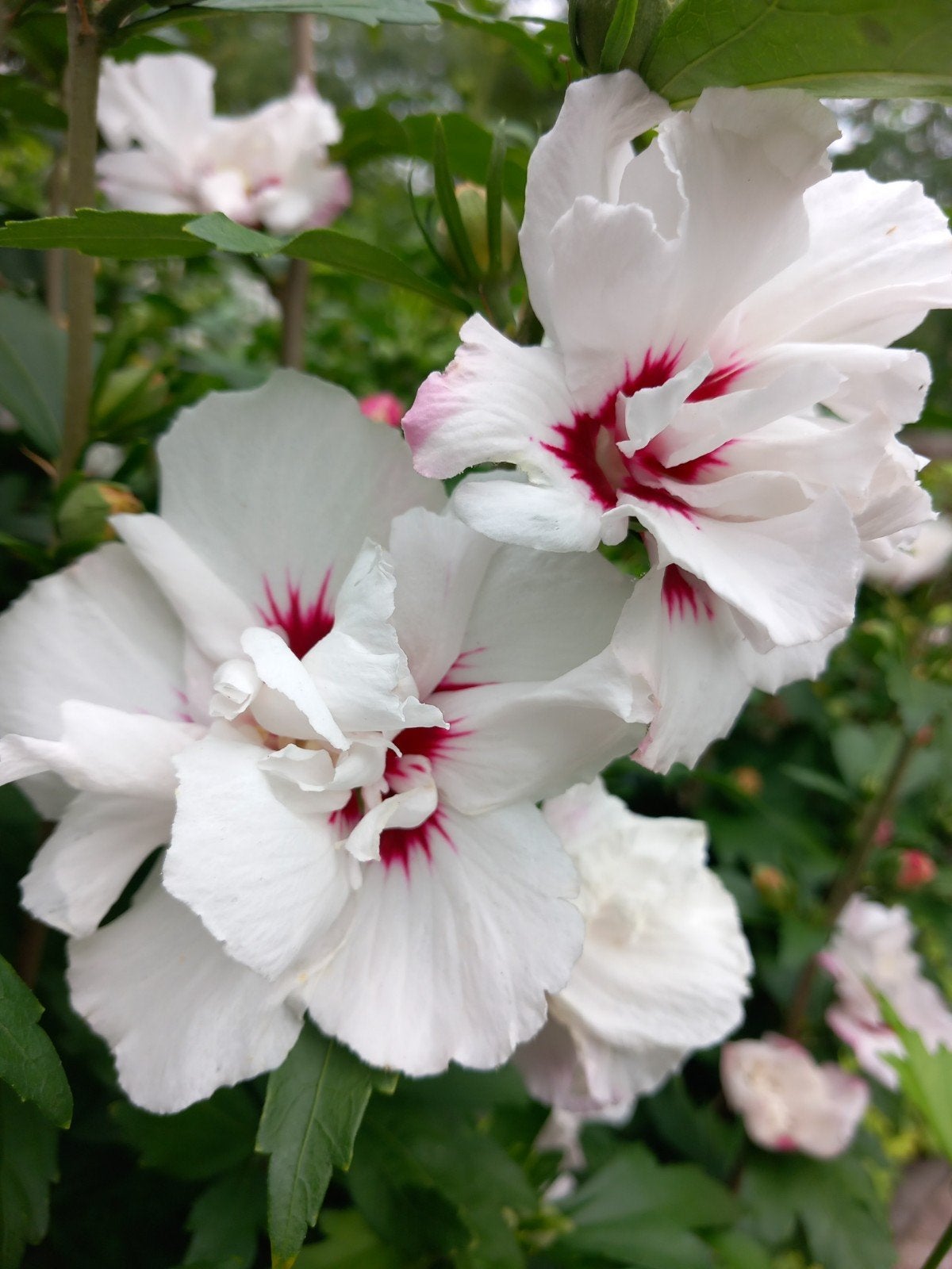 Hibiscus sinencis, Overige soorten, Zomer, Ophalen, Volle zon