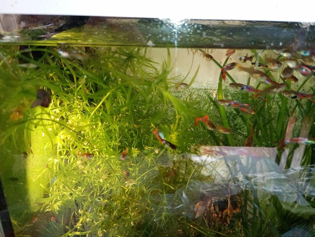 Endler mix guppen man, Vis, Zoetwatervis, Schoolvis
