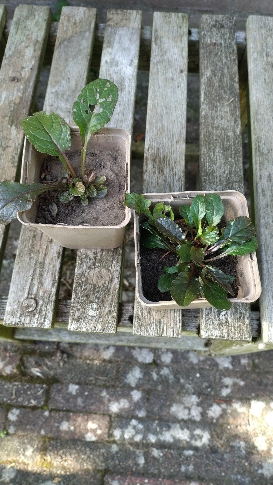 kruipend zenegroen, Ophalen, Bodembedekkers, Volle zon, Vaste plant
